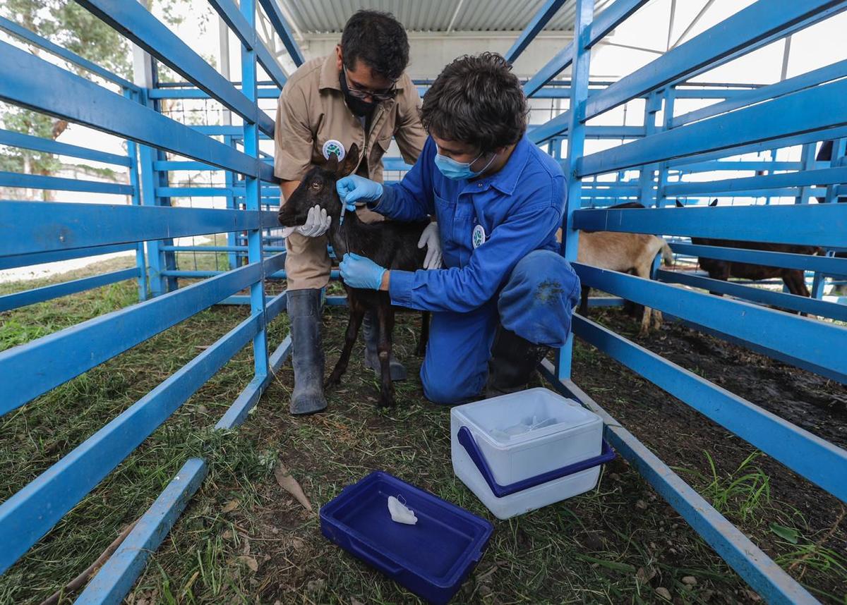 Las investigaciones con ratones, conejos, ovejas y cabras concluyen en enero próximo. (Especial)