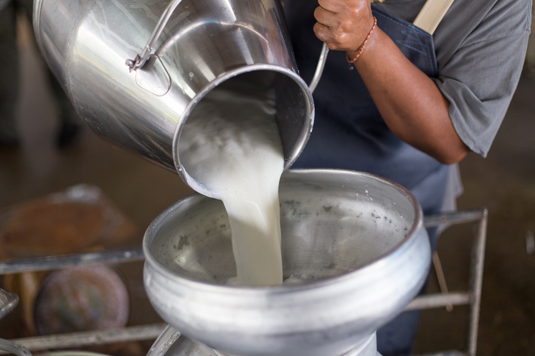 Jalisco es la entidad con mayor desarrollo en la elaboración de leche de bovino. Shutterstock