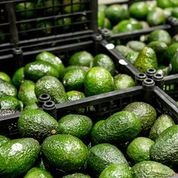 Actualmente los productores mexicanos comercializan más de un millón 185 mil toneladas. (Especial)