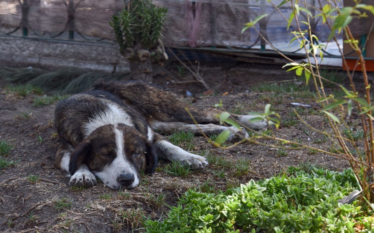 Antes de adoptar un perro la persona debe saber si podrá mantenerlo./ Cuartoscuro