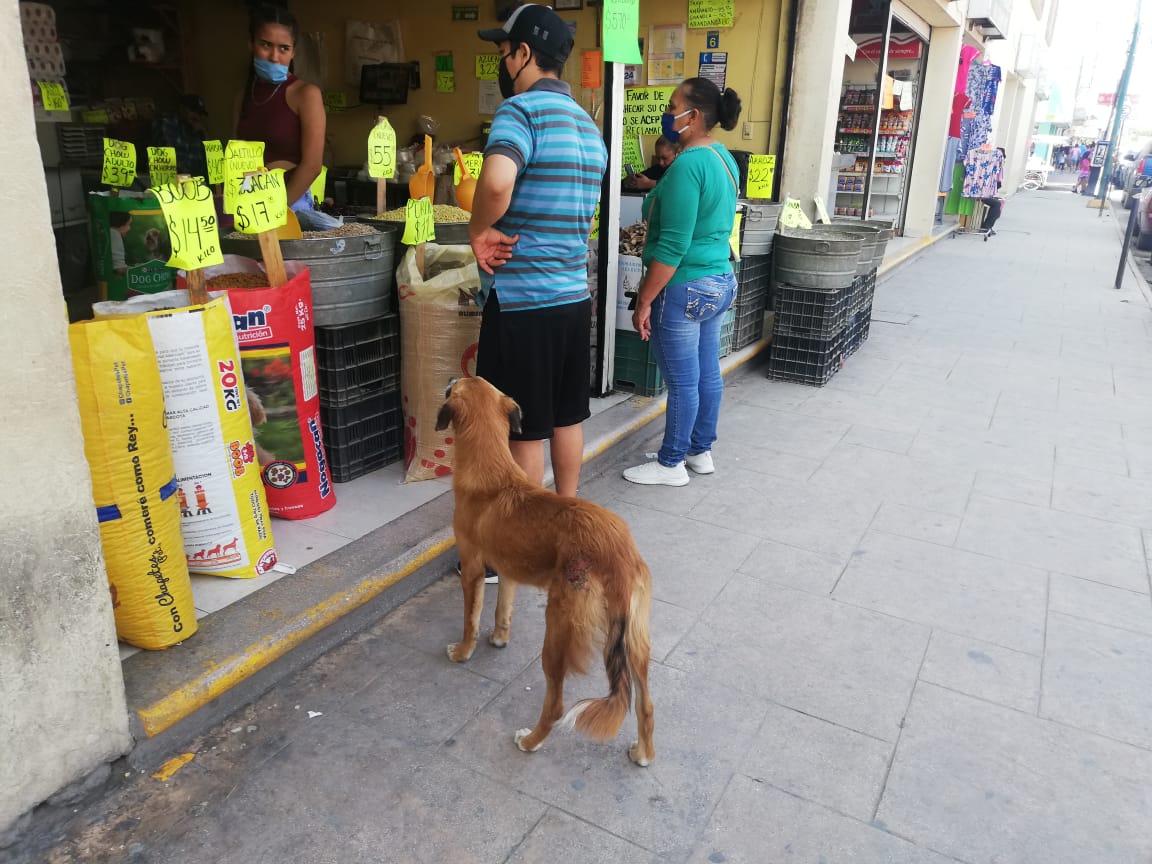 Los canes invaden las calles del centro de la ciudad. (Especial)