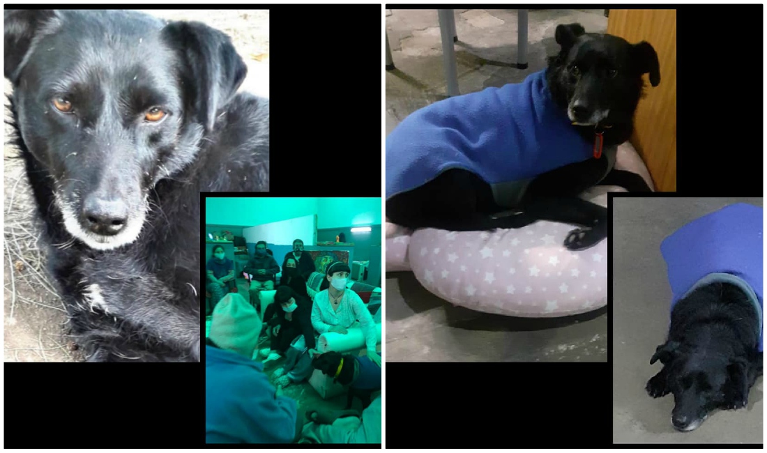 Negrita encontró un hogar después de vivir en las calles (Facebook).