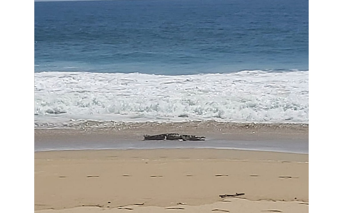 De acuerdo a testigos, el animal salió del mar y se mantuvo en la arena por varios minutos. (Especial)