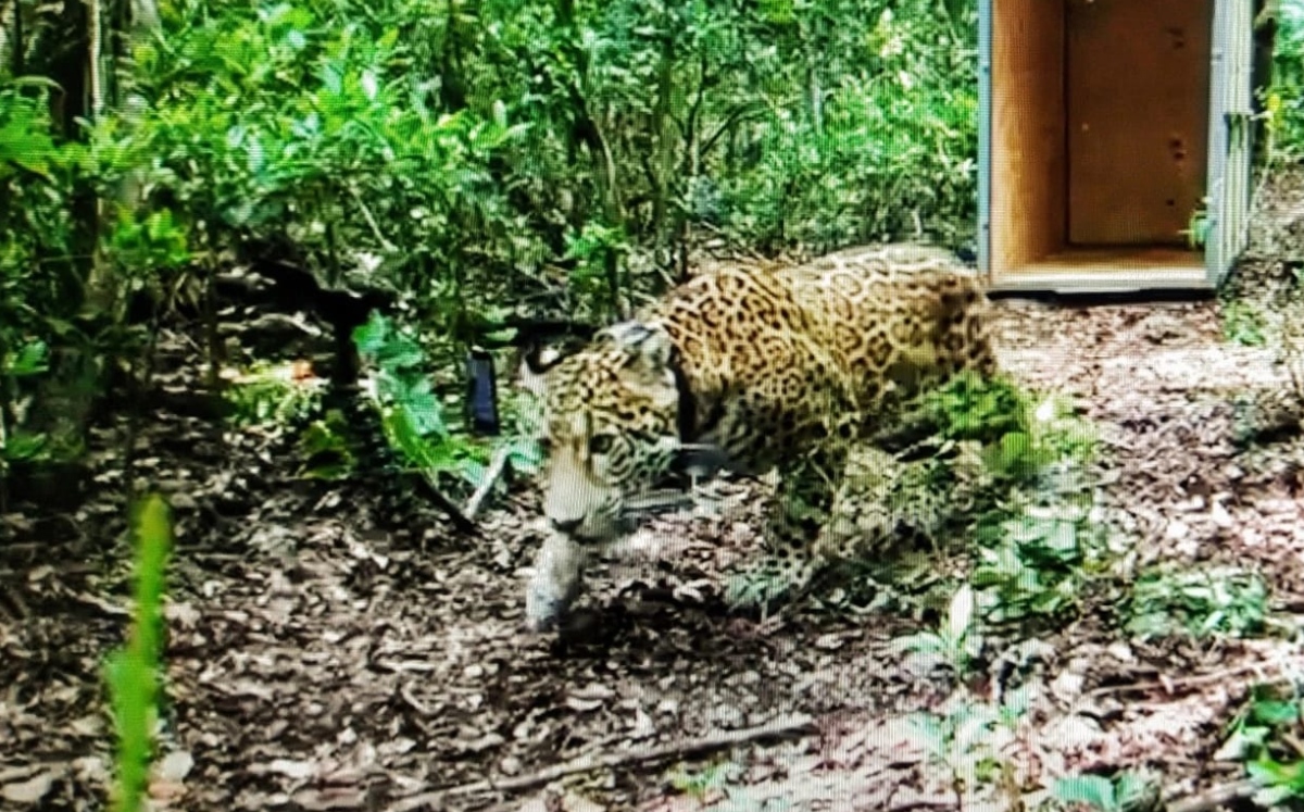 Liberan en Sian Ka'an a jaguar recuperado de atropellamiento. (Especial)