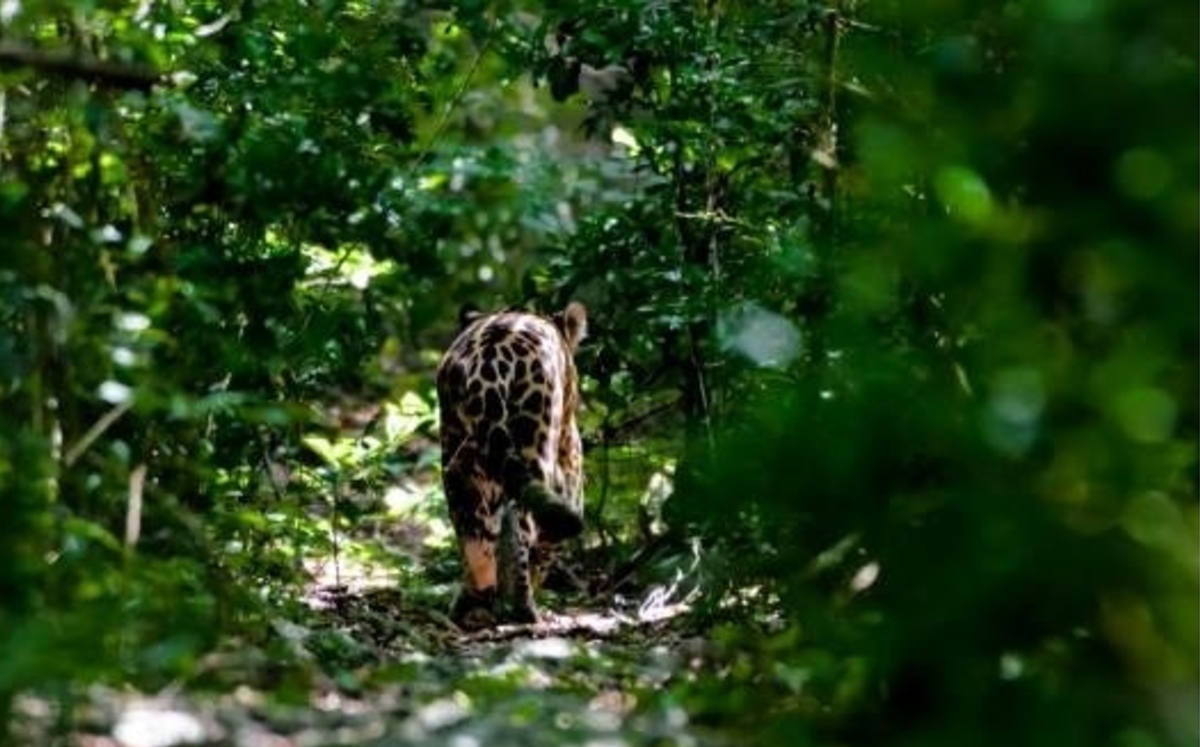 Liberan en Sian Ka'an a jaguar recuperado de atropellamiento. (Especial)