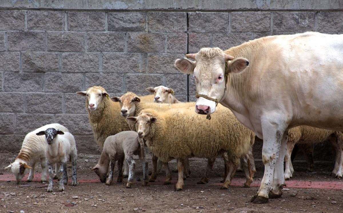 El 95 por ciento de los animales infectados fueron reses, el resto correspondió a otras especies. (Especial)