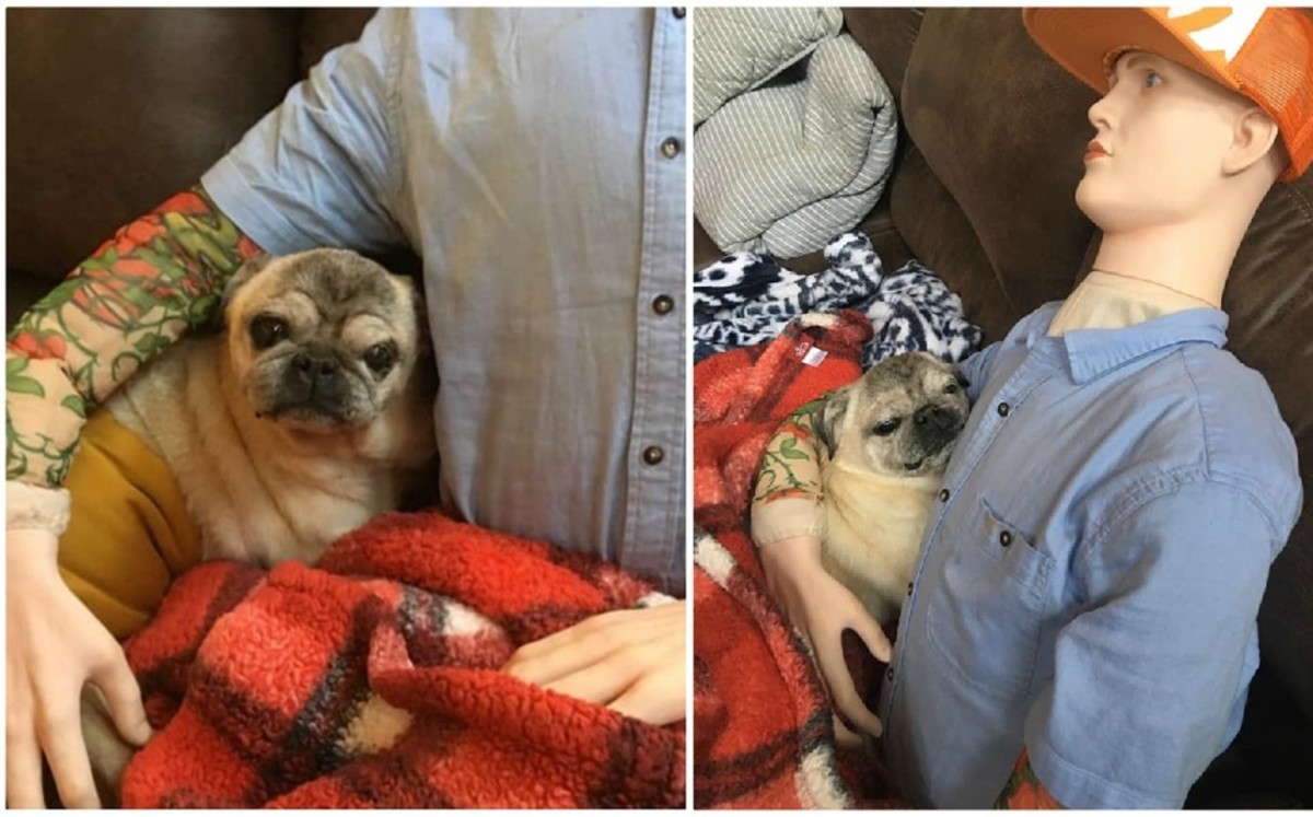 Tras estar inconsolable por no ver a su dueño, este perrito se tranquilizó con un maniquí