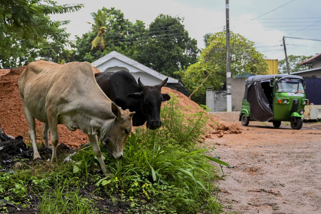 En el budismo no está permitido el consumo de carne de cualquier animal; Sri Lanka es principalmente un país budista. (AFP)