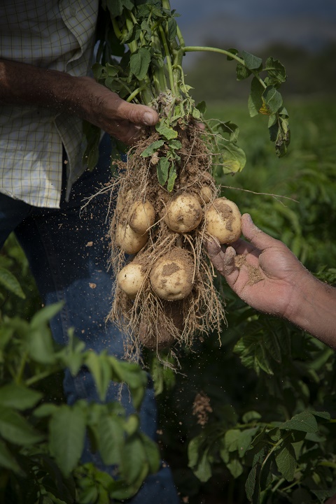 Las papas que usa Sabritas® son 100% de origen natural y nacen de los campos mexicanos, con el trabajo y dedicación de sus socios agricultores.