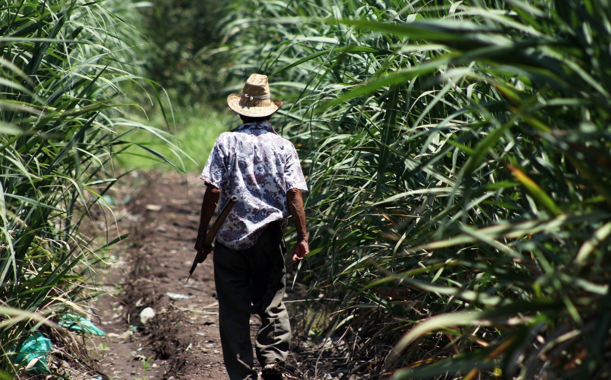 Un campesino recorre un cañaveral en Puente de Ixtla, Morelos. (Cuartoscuro)