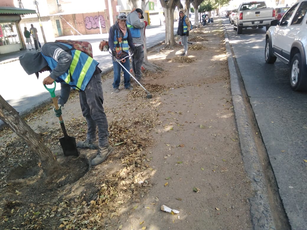 Vecinos de Villa Magna reportan falta de mantenimiento a camellones