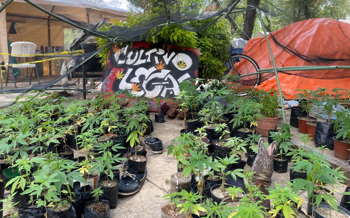 Campamento de mariguana afuera del Senado. (Facebook)