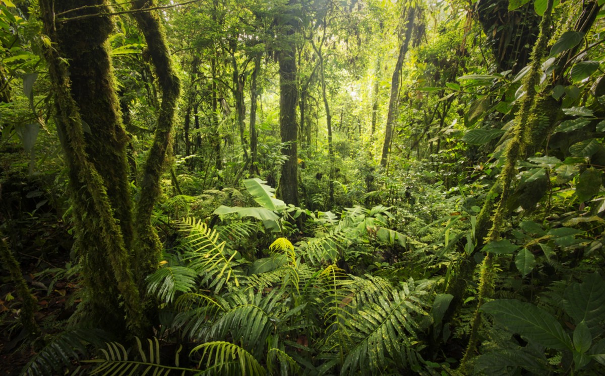 La demanda mundial de medicamentos de origen natural amenaza a varias plantas. (Shutterstock)