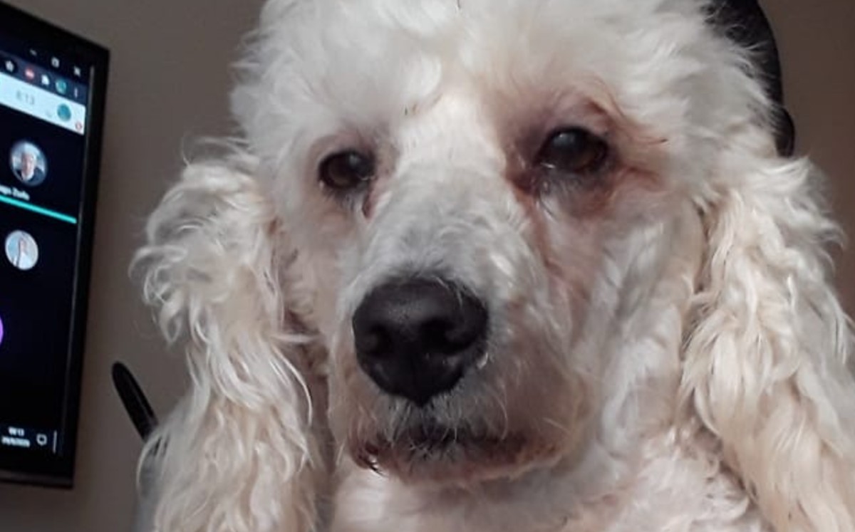Perro desvelado se hace viral por acompañar a su dueña a terminar la tarea. (Twitter)