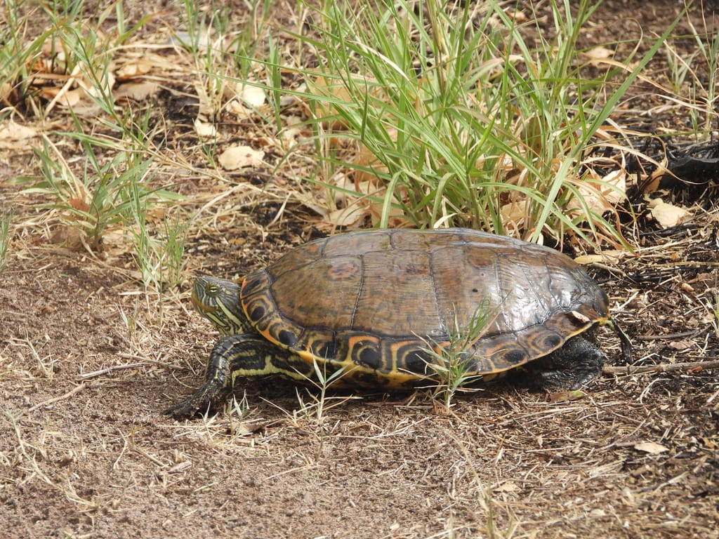 Trachemys gaigeae, es el nombre científico de la tortuga jicotea del Río Nazas. (Especial)