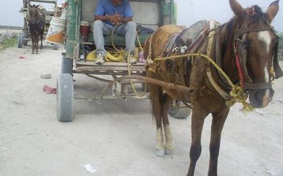 En el caso de los animales enfermos, heridos, con matadura o desnutridos ya está prohibido.