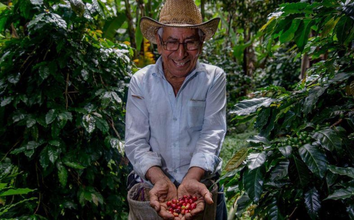 Estos avances se dieron a conocer en el marco del Día Internacional del Café. (Especial)