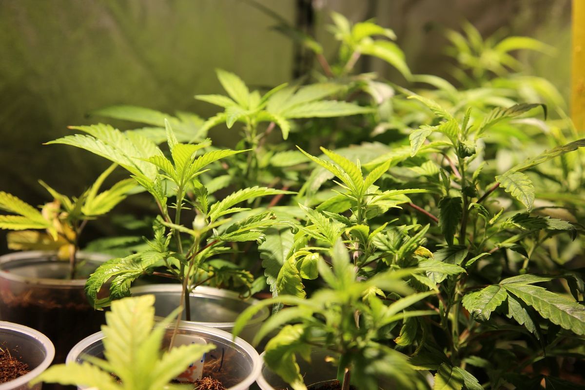 Habrá expertos que hablarán del uso de la cannabis en pacientes del covid-19 (Cortesía)