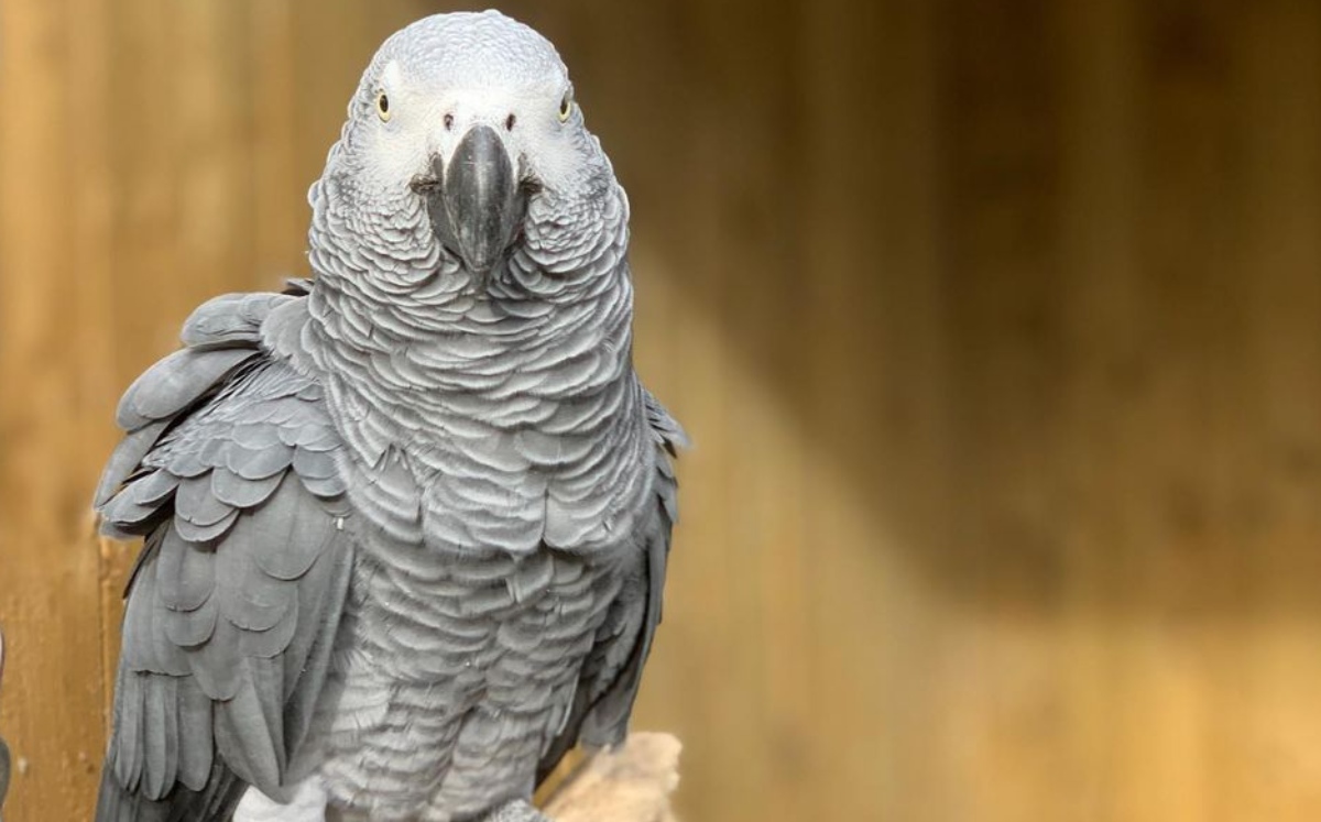Los loros fueron separados debido a su vocabulario. (Facebook Lincolnshire Wildlife Park)