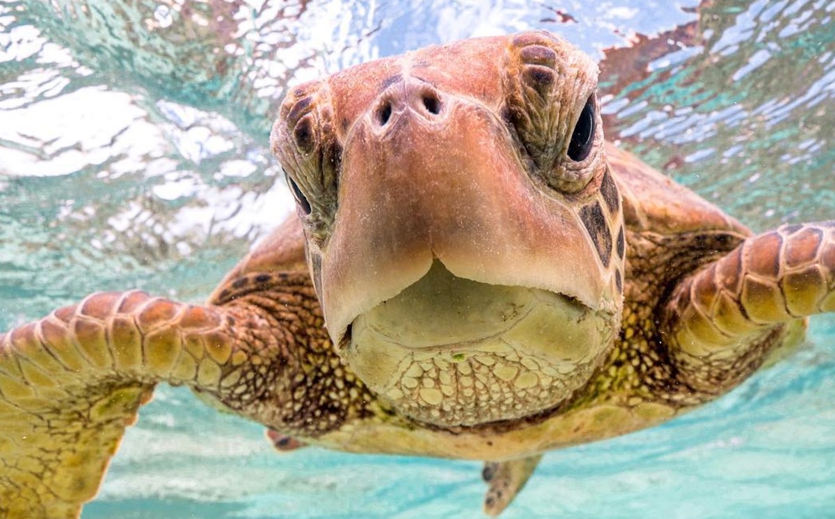 Tortuga le muestra el 'dedo grosero' a buzo por tomarle fotos - Grupo ...