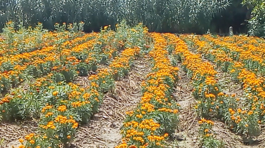 Disminuye producción de flor. (Apolonia Amayo)