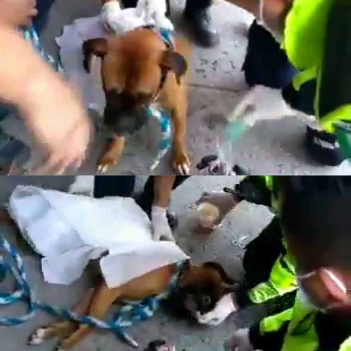 El perro ya está a salvo