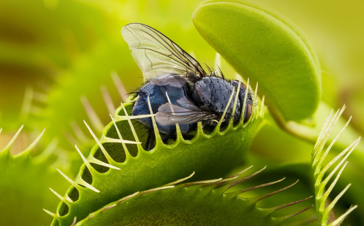 Su nombre científico es  'Dionaea muscipula'. (Shutterstock)