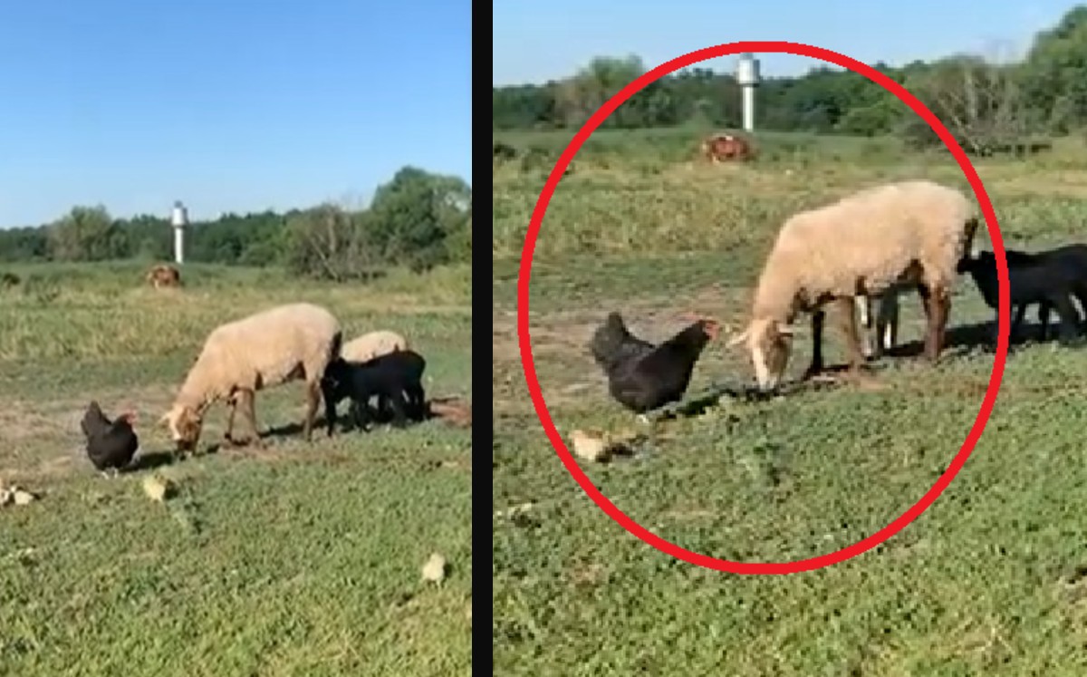 Esta gallina se encara con una oveja para proteger a sus polluelos. (DPA)