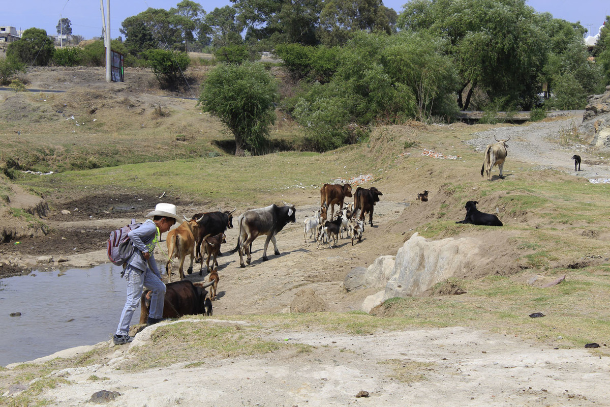 Recuperación de río Atoyac, clave para mejorar producción del campo. (Andrés Lobato)