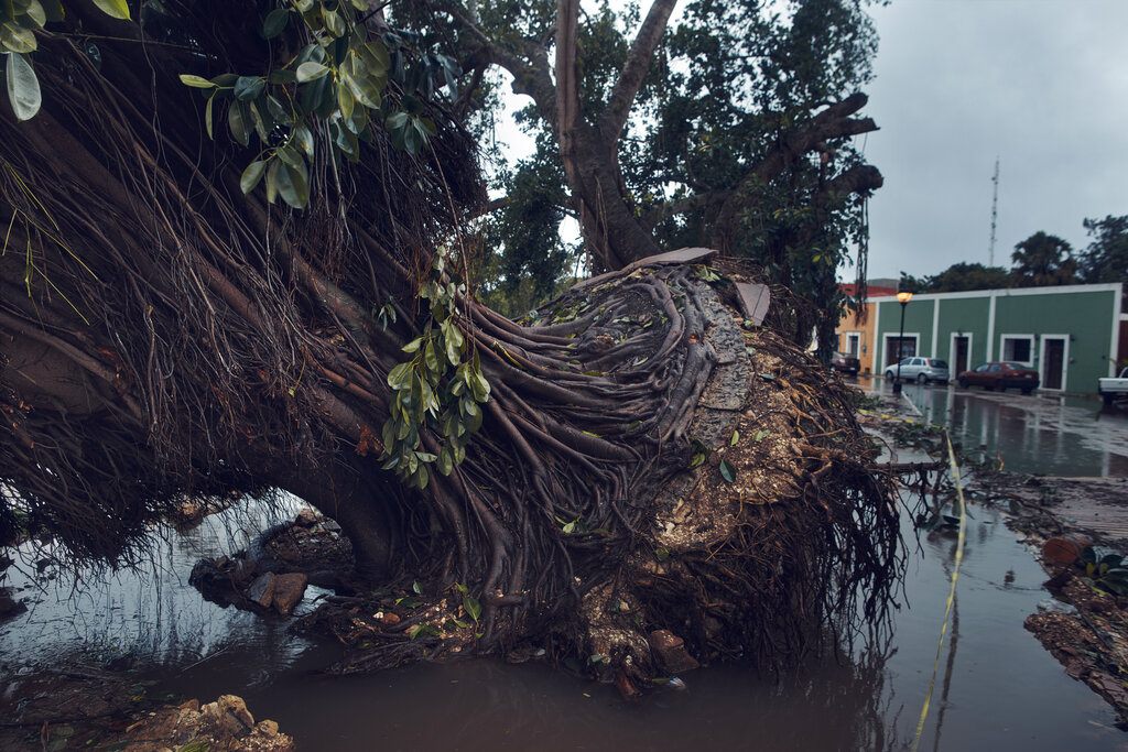 Árboles derribados, falta de energía eléctrica y agua potable son de las afectaciones más severas. (AP)