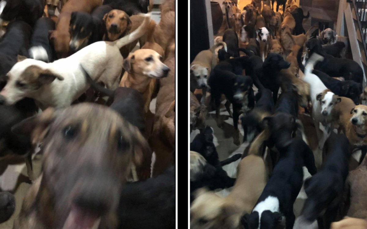 Hombre ayuda a animalitos y resguarda a 300 en su casa tras huracán Delta. (Facebook)