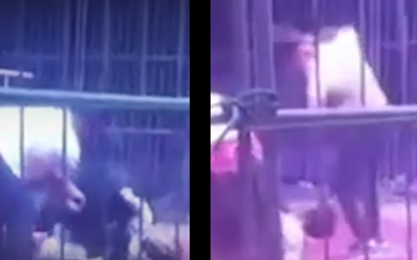En plena función, oso ataca a su domador. (Captura)