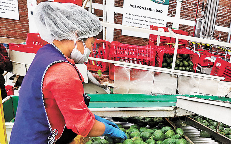 Bogotá intentó exportar aguacates, pero palideció ante las ventas mexicanas. (Nelly Salas)