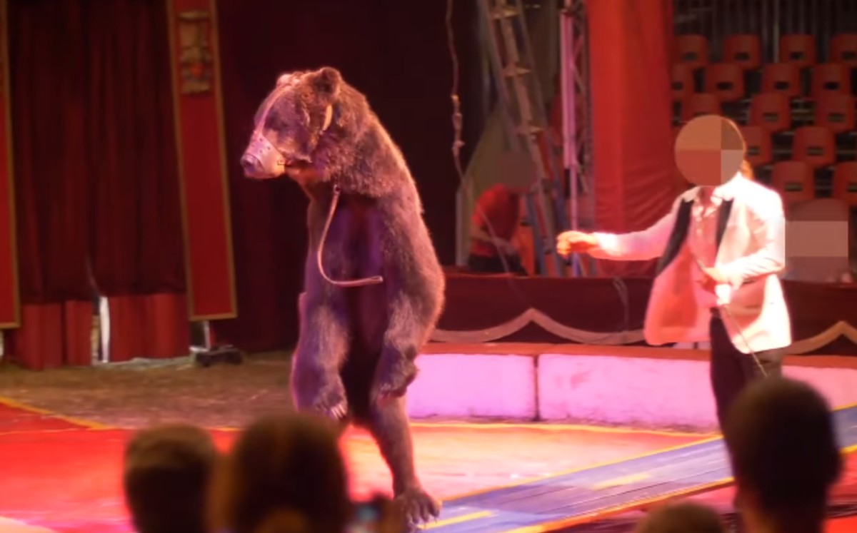 Napa era maltratado en el circo (Facebook The Dodo).