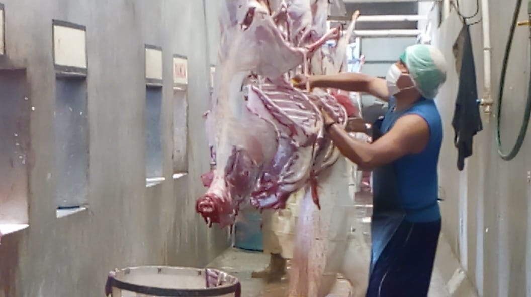 Sacrificarán 4 mil cabezas de ganado. (Apolonia Amayo)