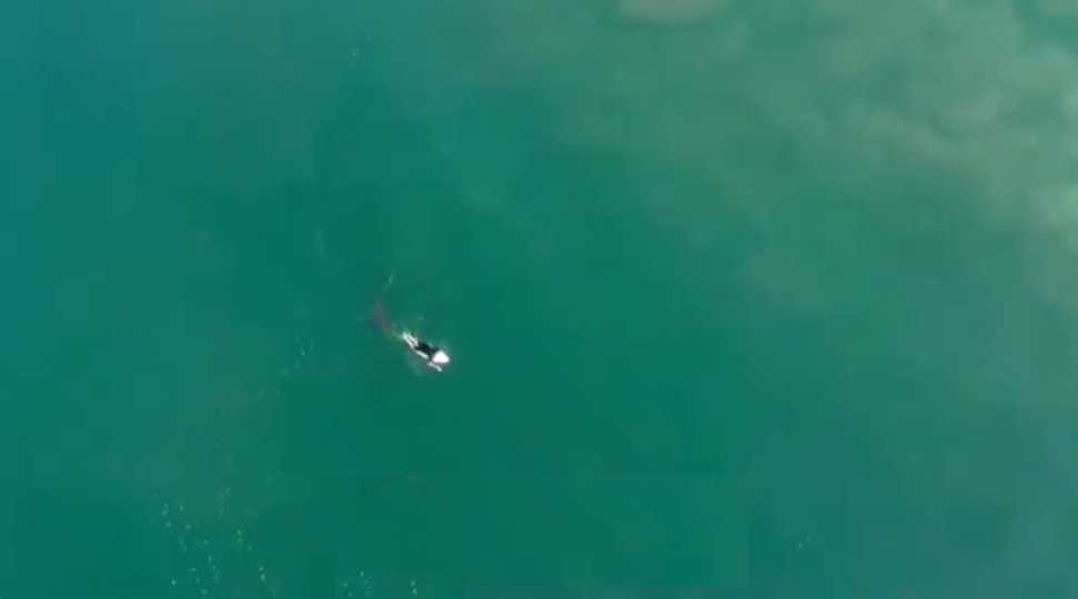 Surfista se encuentra con tiburón (Especial)
