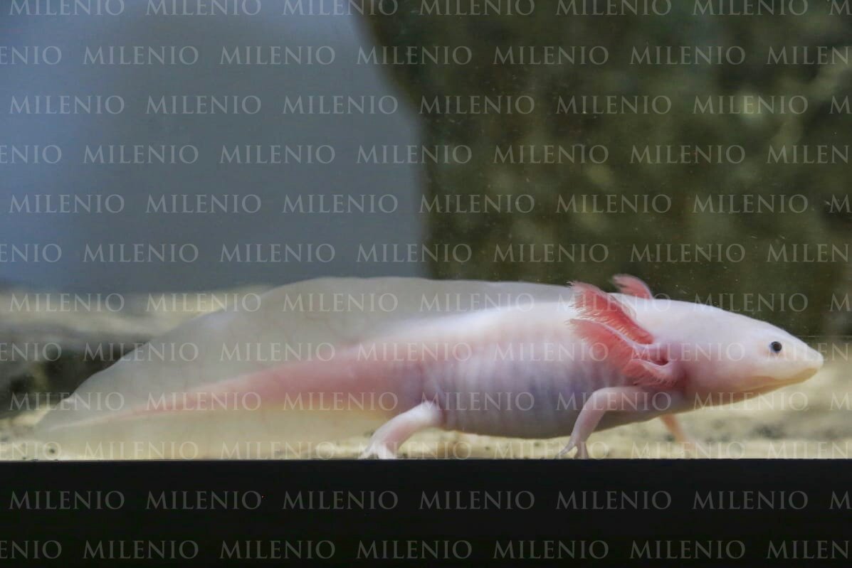 El Mumax resguarda a tres de las 19 especies diferentes ubicadas en distintos puntos del país.(Andrés Lobato)