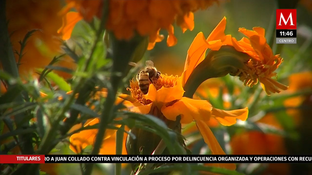 Suspensión de celebraciones de día de muertos provocara grandes perdida económicas