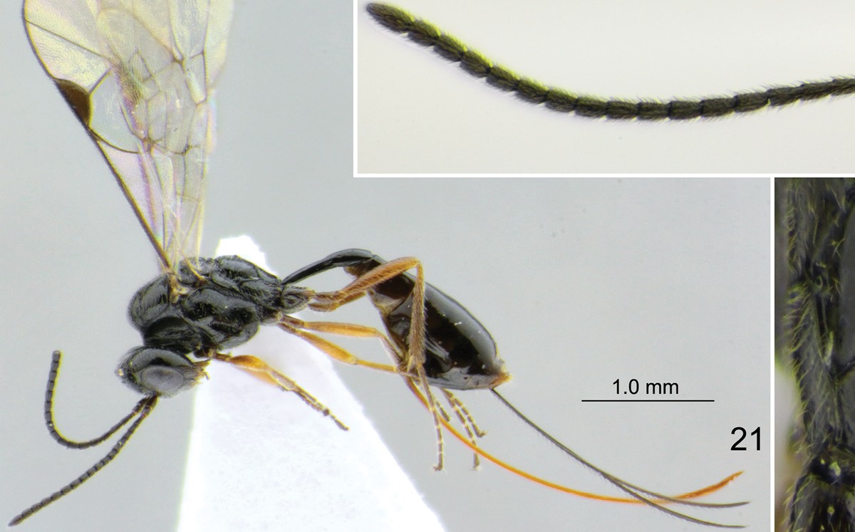 Investigadores de Tamaulipas descubren nueva especie de avispa; la nombran “covida”. (Cortesía)