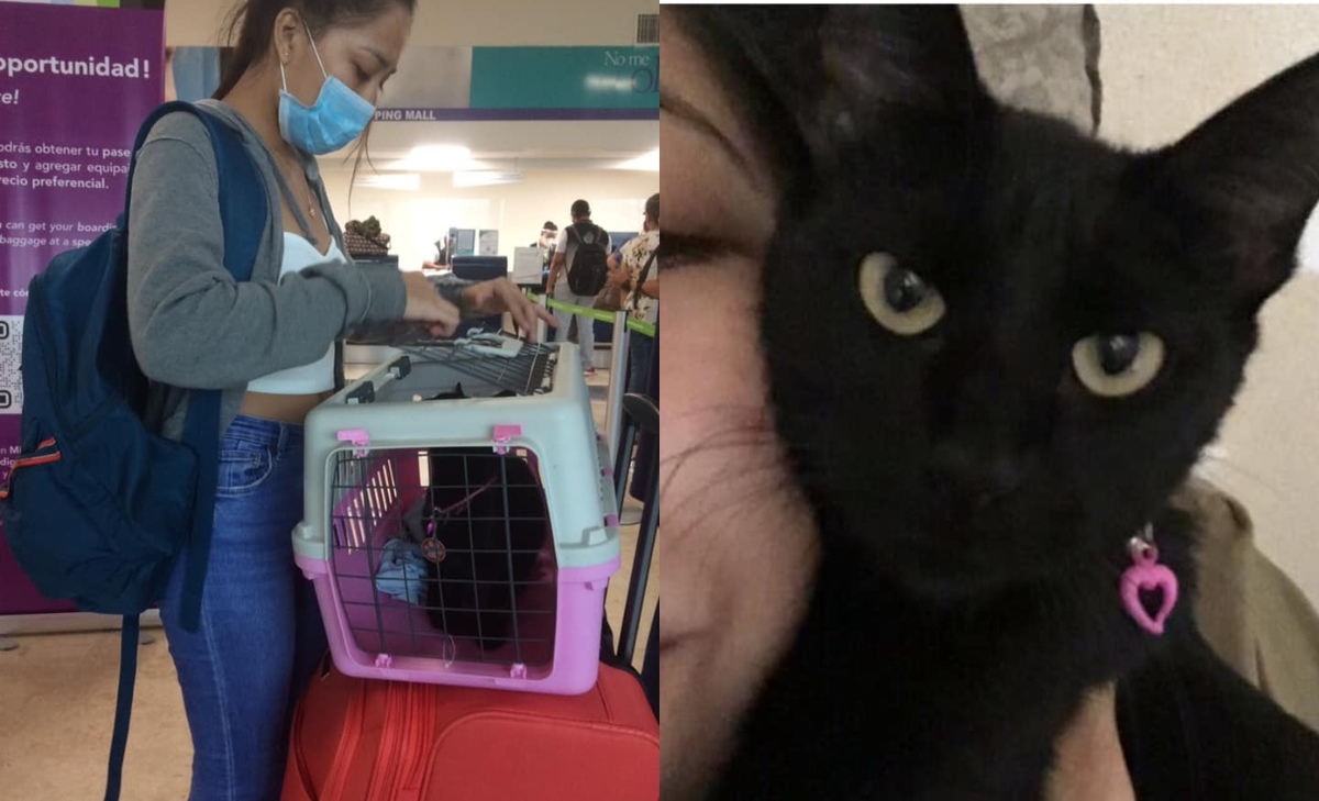 Pidió el apoyo a la gente para tener cualquier información que ayuda a encontrar a la gatita Miel. (Facebook)