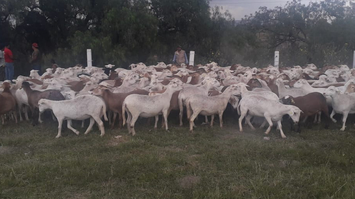 Vuelca tráiler que trasladaba borregos en el CEM