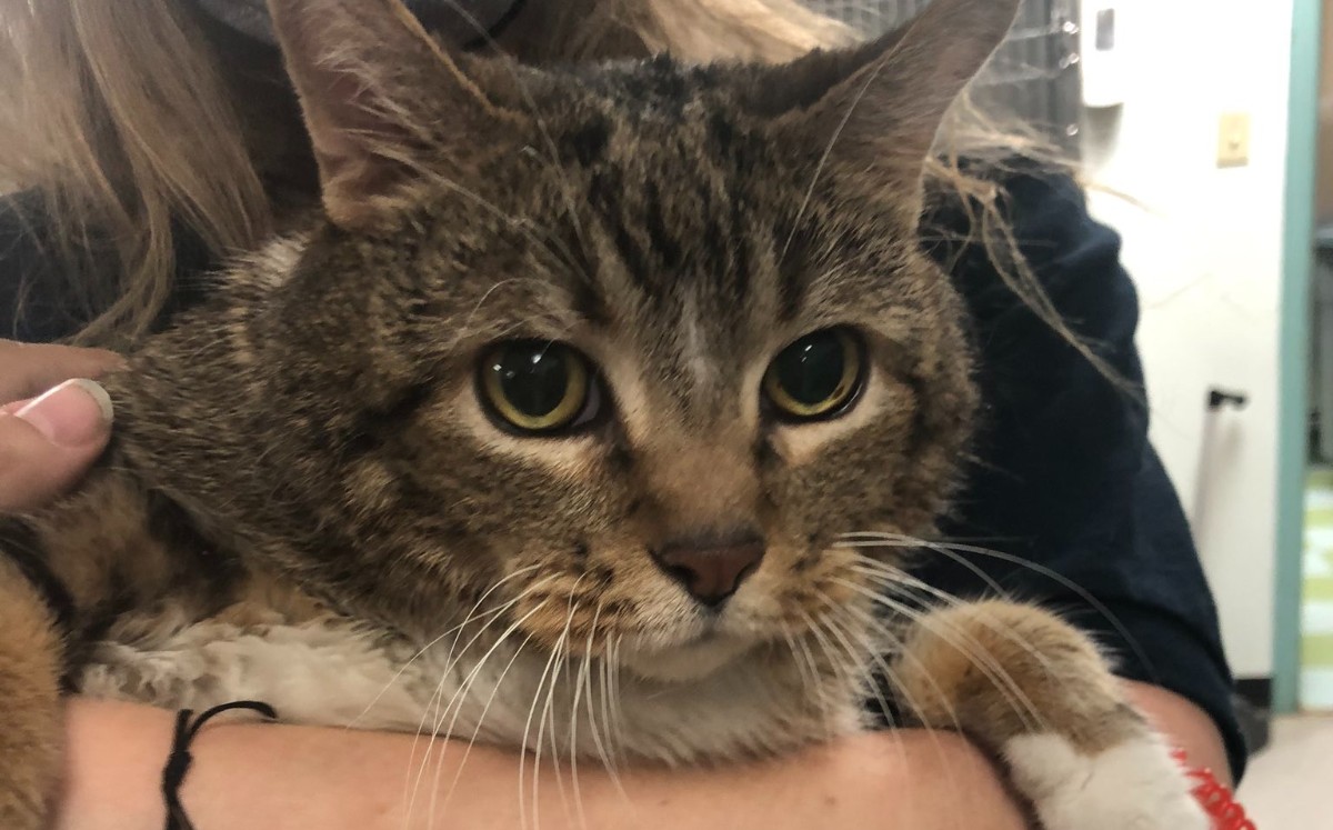 Lasaña, la gatita que fue abandonada por subir de peso. (Twitter ACCT Philly)