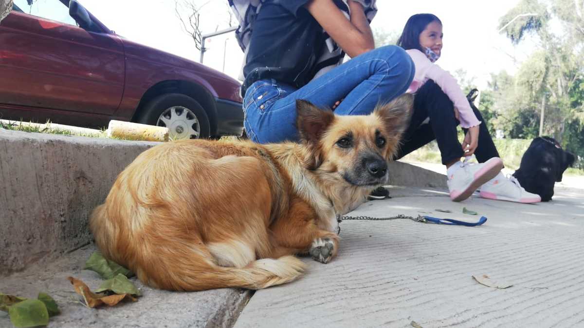 Sacrifican animales en León