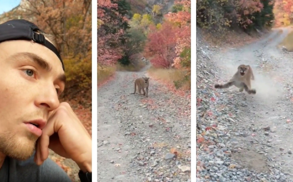 Hombre es perseguido por un puma durante 6 minutos; así logró escapar