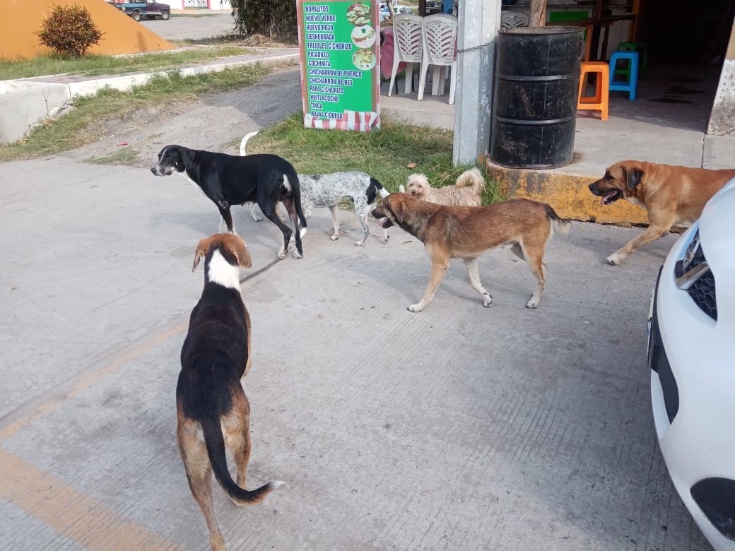 Notorio abandono de perros en Tampico Alto