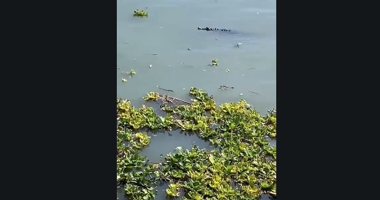 Señala que vio al reptil fue visto a las 4:00 de la tarde del martes. (Especial)