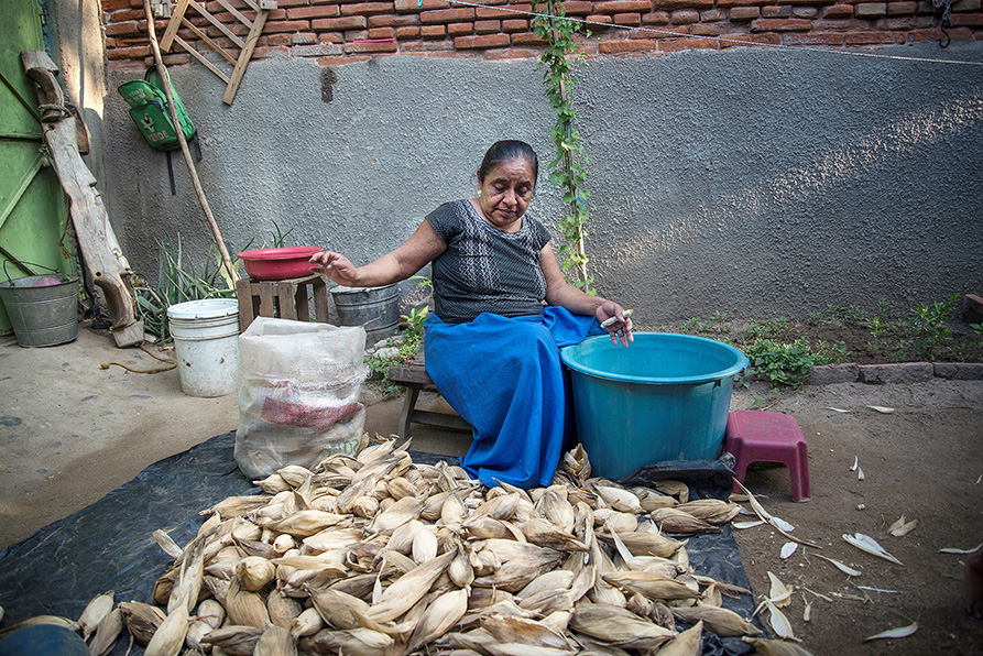 Celia Landis, indígena zapoteca, se dedica al cultivo de maíz. (EFE)