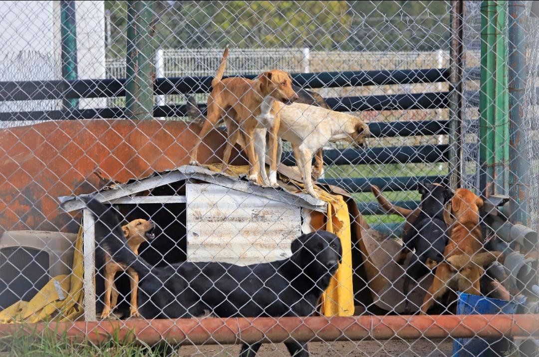 Perros permanecen al interior de Estancia Canina. (Agencia Enfoque)