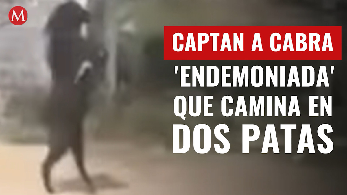 Captan a cabra 'endemoniada' que camina en dos patas; causa terror en redes