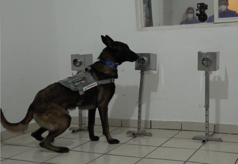 Harry en entrenamiento buscando muestra de covid-19 dentro del laboratorio. (Alberto Moreno)
